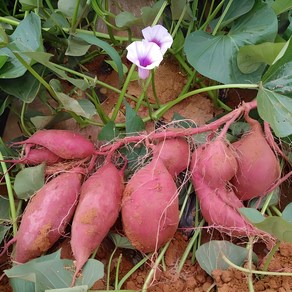 해남 달망 밤고구마 못난이 무선별 10kg, 1개