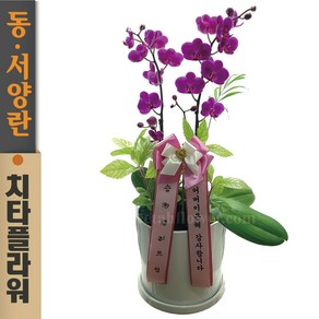 치타플라워 서양란 만천홍 미니 호접 [p04-0505] 승진 축하 개업 결혼 기념일 화분 서양난 동양난 동양란 전국 배송, 1개