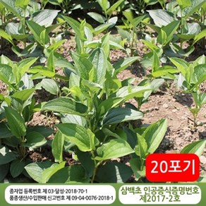 삼백초모종 20포기 - 잘키운 국산 삼백초씨앗, 1개