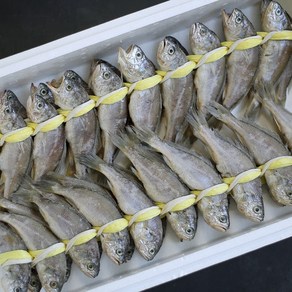 영광 법성포 굴비 가정용 2두름 40미 2.7kg-2.8kg 국내산 참조기 아이반찬, 20미X2두름, 1개