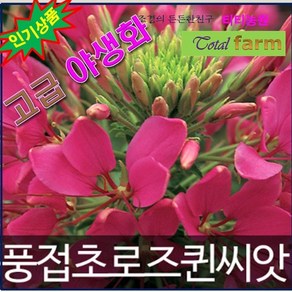 GR1/고급야생화/풍접초씨앗 로즈퀸 (50알 ), 1개