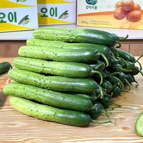 농가살리기 경북 상주 백다다기 오이, 1박스, 2kg(10~12개)