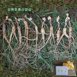 하주니 산양산삼 10년근 강원청정삼 산양삼 장뇌삼 장뇌산삼 야생 산삼 황절삼 무농약 자연산 면역력 명절 설 추석 선물세트 부모님 건강 명품 선물