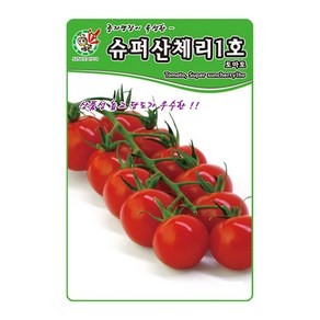 제일 슈퍼산체리1호토마토 씨앗 100립, 1개