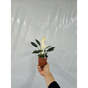 반려식물 플랜테리어 공중포트포함 필로덴드론 화이트 콩고 소품 25-40cm 79