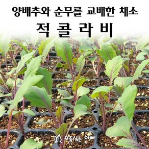 [모종심는아빠] 양배추와 순무를 교배한 채소 적콜라비, 12개