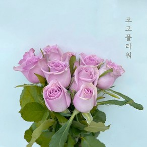 [코코 플라워] 사만다 연보라 장미 생화택배 꽃배달싼곳 5송이 10송이