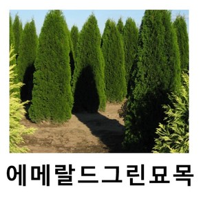 에메랄드그린 포트묘 (20에어포트/키80cm전후) 1개, 20에어포트