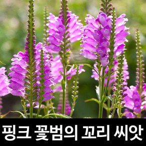 핑크 꽃범의 꼬리 씨앗 종자 꽃씨앗 씨 야생화 100알