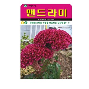 SN월드 씨앗 고급꽃씨 꽃씨앗, 고급 - 맨드라미(1000립)