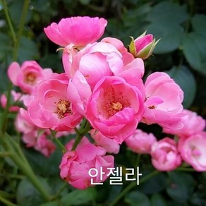 사계장미 (넝쿨) 안젤라(분홍색) 포트(분) 키1.2m 1주(개), 1 쿠팡 클릭애비뉴 본상품선택, 1개