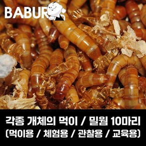 살아있는 밀웜 10마리 / 갈색거저리 유충 / 10마리 소량판매, 1개