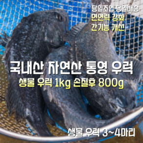 [산지직송] 국내산 자연산 통영 생물 활 우럭 1kg 손질후 800g 3~4마리 1박스