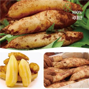 청원농산 햇야콘 5kg 10kg, 중 (생식 &즙용)랜덤 5kg, 1개