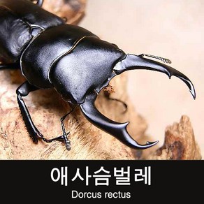 (초보사육용)애사슴벌레 수컷 40~42mm, 1개