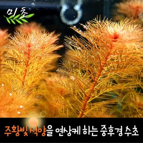 [미초] 레드밀리오필름 수초 10촉 / 치어 수초 / 초보자 수초 / 구피 수초, 10개