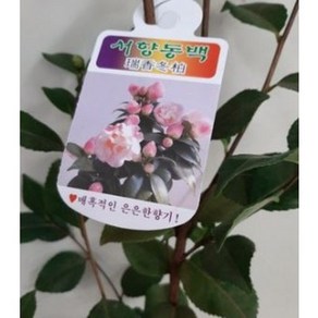 이럴때는 서향동백나무 향동백나무 소품 10-30cm 99, 1개