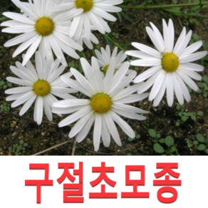 (성실GS)백색 구절초모종(4치포트) 10개