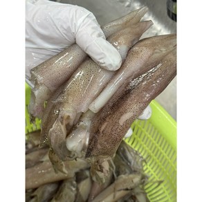 [전국왕수산] 총알한치 500g, 1개