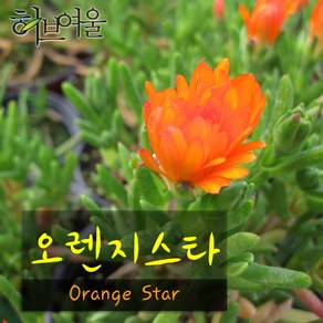 [허브여울송엽국] 오렌지스타(Orange Star 나무송엽국) 지름 9cm 소품화분