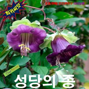 (희귀씨앗) (성당의종) 코베아 퍼플 3립, 1개