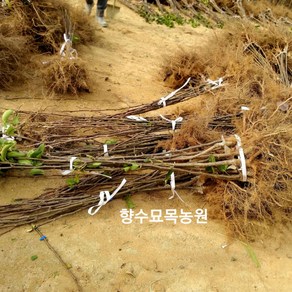 향수팜 돌배나무 2년생(산향.석향.수향.토종돌배) 2주 램덤발송, 2개