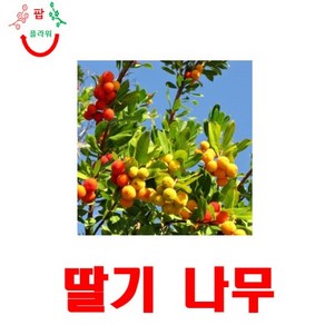 나무종자 딸기나무 씨앗 - Abutus unedo 5립, 1개