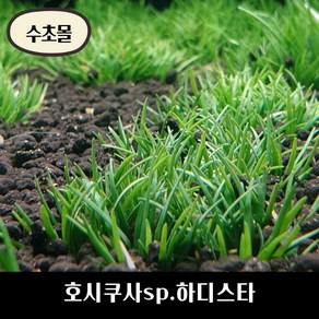 [수초몰] 호시쿠사 하디스타 전경수초/ 초보 수초 구피 어항 물고기 금붕어 열대어 부상 물배추 베타