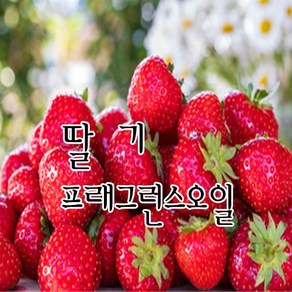 [허니솝] 프래그런스 오일 20ml 50ml 100ml 비누만들기재료 화장품DIY, 01. 딸기f.o x 100ml, 1개