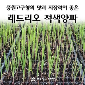 [모종심는아빠] 풍원고구형의 맛과 저장력이 좋은 레드리오 적색양파 모종