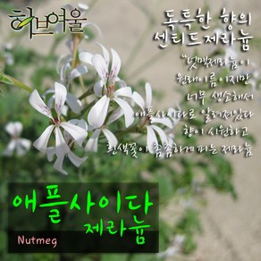 [허브여울제라늄] 애플사이다제라늄 (넛맥 센티드제라늄) 지름 9~10cm 소품화분 (상토와 마사만 사용), 1개, 1개