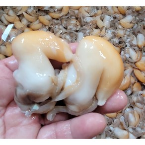 [최상급] 남해안 노랑 새조개 급냉 샤브샤브, 1개, 200g