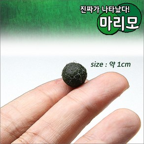 피알피쉬 오리지날 마리모 [약 1cm] 1개