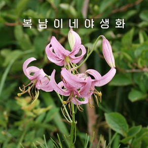 솔나리 [2포트 복남이네야생화 모종 나리꽃 솔잎나리 백합 릴리 ﻿lilium], 2개