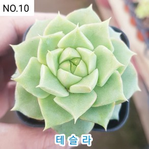 다육식물- 희귀 다육 100가지 모아보기, [NO. 10] 5.5cm 포트, 1개