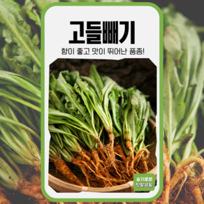 고들빼기 씨앗 5000립 KS종묘 종자 모종 씨 작물 야채 채소 꼬들빼기 나물 김장, 1개