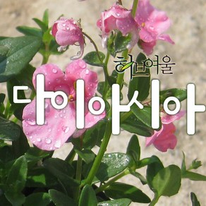 [허브여울야생화] 다이아시아 모음 (빨강 오렌지 핑크) 지름 9cm 소품다육화분 (상토와 마사만사용), 1개, 다이아시아핑크 소품