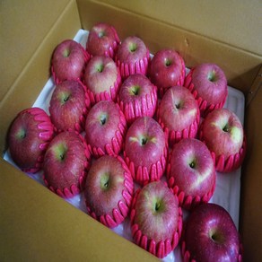 [경북사과]고당도 알뜰 햇사과 특가행사 가정용, 1박스, 17.선물용 및 제수용 사과 10kg/대과