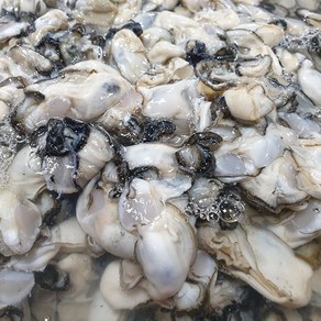 천광수산 제철 통영 생굴1kg(실중량800g내외), 1개