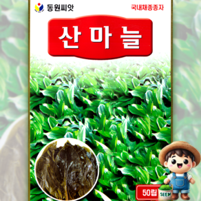 산마늘 50립 명이나물 씨앗 종자 동원 모든