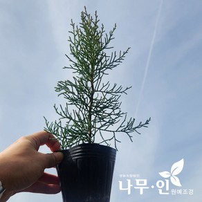 [나무인] 블루아이스 엘사트리 키25cm 2개