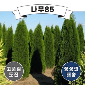 (나무85) 에메랄드그린 p9 포트, 1개