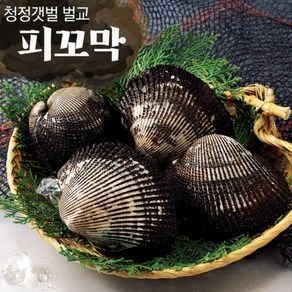 보성 벌교여자만 피꼬막 2kg3kg 산지직송