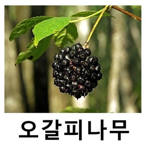 오갈피나무 묘목 실생2년 특묘 5주묶음