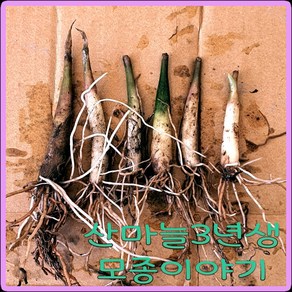 모종이야기 산마늘3년생모종 /울릉도명이나물 3년생 뿌리모종/ 촉당300원, 50개