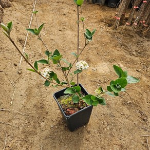 [좋은원예] 고급수종 유럽분꽃 사각화분 H1.0m전후 개화주, 1개