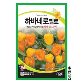 하바네로옐로 10립 / 씨앗 종자 텃밭 채소 만생종 멕시코 원산, 1개