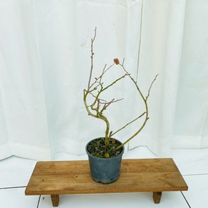 청년농부 명자 명자나무 (홍천조), 1개