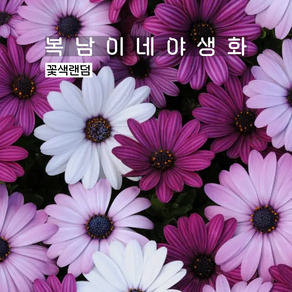 아프리카데이지 [4포트 복남이네야생화 모종 오스테오스펄멈 아키라 osteospemum], 4개