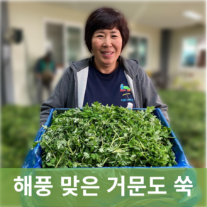 [신진농산] 여수 거문도 쑥 해풍 맞은 생쑥 산지직송, 1박스, 거문도 생쑥 500g